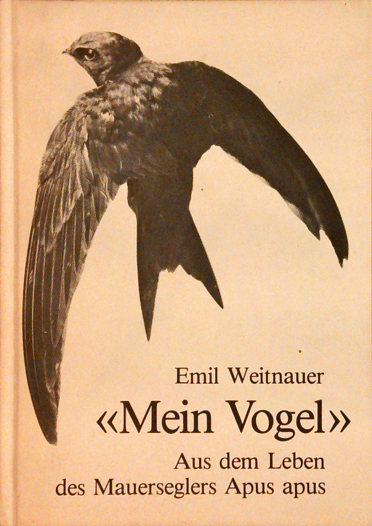 "Mein Vogel". Aus dem Leben des Mauerseglers Apus apus.